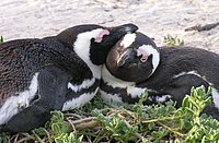 01 Penguins In Love.jpg