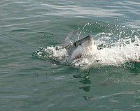 11 Great White Shark II.jpg