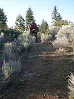 57 Single track or no track through forest in OR.jpg