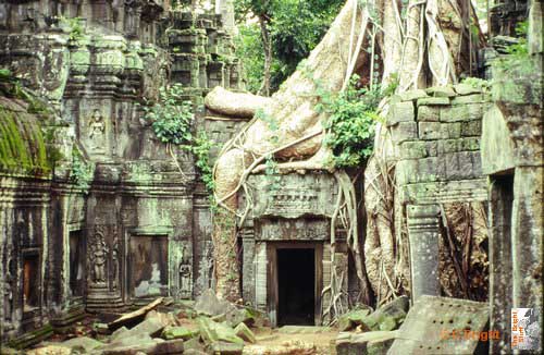 01 Cambodia Angkor Wat Ta Prohm tree jpg