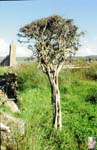 12_Ireland_countryside