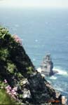 44_Ireland_precarious_flowers