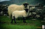 57_Ireland_meeting_the_locals