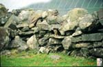 58_Ireland_mink
