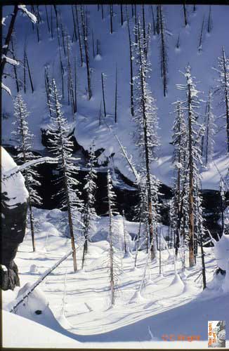 35_USA_Yellowstone_burnt_trees