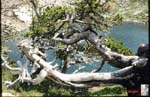 18_Pyrenees_Fallen_tree