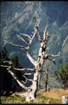 20_Pyrenees_Tree