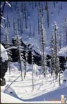 35_USA_Yellowstone_burnt_trees