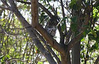 05 Barred Owl.jpg
