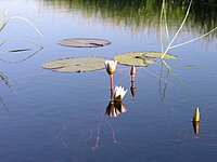 06 Day Waterlily.jpg