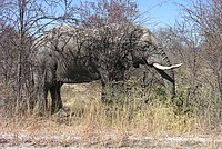07 Elephant.jpg