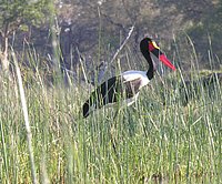 08 Female Saddlebilled Stork.jpg