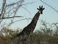 09 Giraffe.jpg
