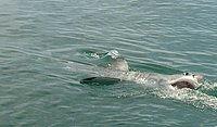 10 Great White Shark I.jpg