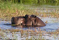 13 Hippo.jpg