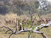 14 Impala.jpg
