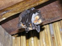 19 Sleeping Fruitbats.jpg
