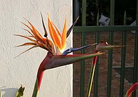20 Spikey Flower.jpg