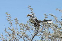 25 Yellowbilled Hornbill.jpg