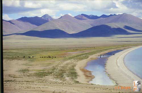 037_Nam_Tso_Yaks_on_shore