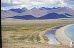 037_Nam_Tso_Yaks_on_shore