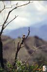 065_Rare_Tibetan_wildlife