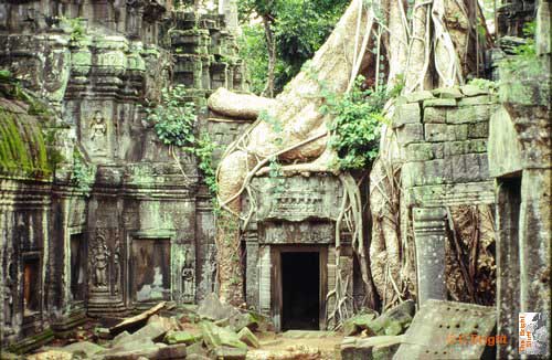 01_Cambodia_Angkor_Wat_Ta_Prohm_tree