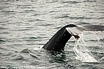 Iceland_2007_29.JPG