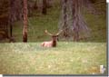 288_Stag_near_Banff_Canadian_Rockies
