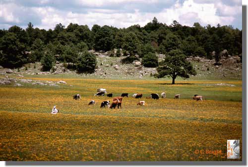 362_The_country_life_nr_Creel_Mex