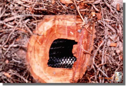 474_Anaconda_Amazonas_Ecuador