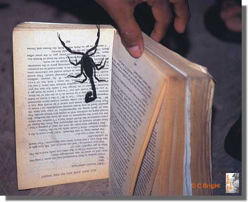476_Scorpion_Amazonas_Ecuador