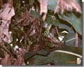 435_Spot_the_camelion_Costa_Rica