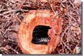 474_Anaconda_Amazonas_Ecuador
