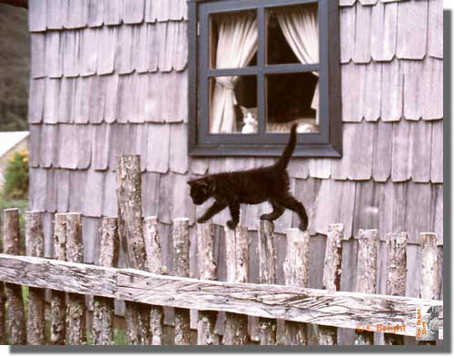 548_Cat_and_cat_Chile