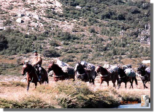 564_Gaucho_bringing_supplies_Patagonia