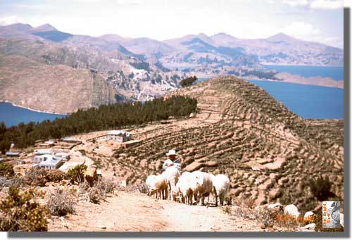 668_Isla_del_Sol_Lago_Titicaca_Bol