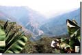 662_Yungas_Bolivia