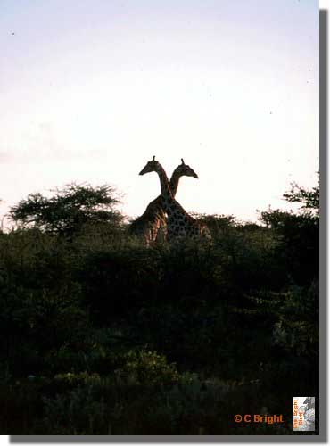 230_Etosha_northern_Namibia