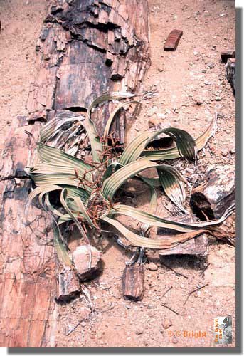 233_Petrified_rock_and_desert_rose