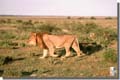 231_Etosha_northern_Namibia