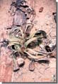233_Petrified_rock_and_desert_rose
