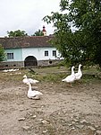 enduromania_2008_21.JPG