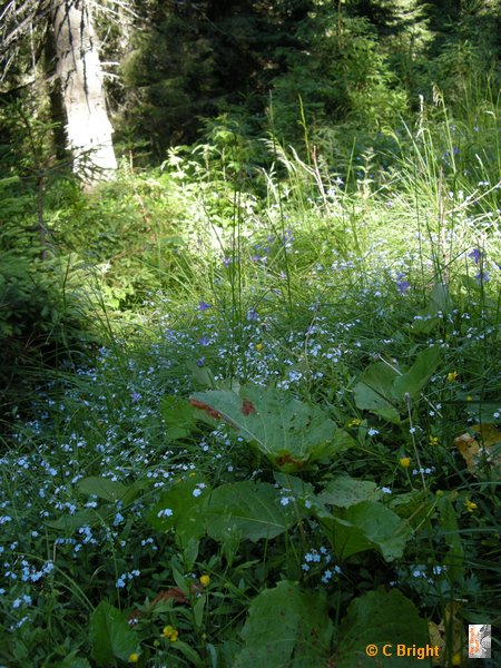 romania_2008_16_free_camping.JPG
