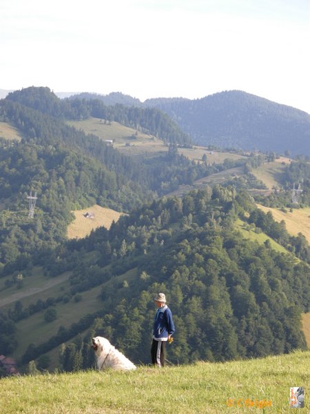 romania_2008_32_sheepdog.JPG