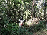 05 Coming through N Thailand 2011.jpg
