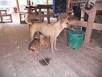 15 Mum and kids N Thailand 2011.jpg