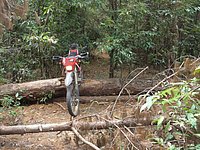 41 Big logs  N Thailand 2011.jpg