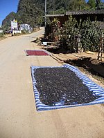 59 Drying spices in the road N Thailand 2011.jpg