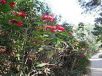 60 Flowers N Thailand 2011.jpg